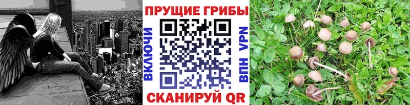 площадка состав  Можайск  MEGA ССЫЛКА  Галлюциногенные грибы Cubensis  купить  